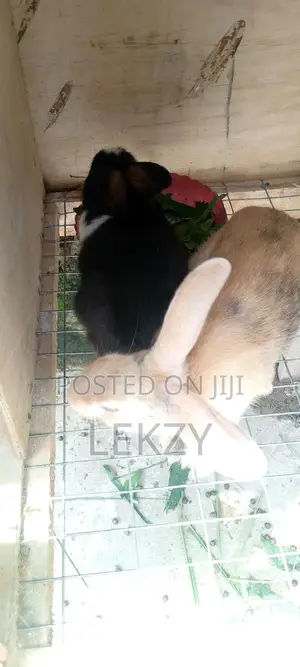 Healthy Rabbit For Sale - Various Sizes Available