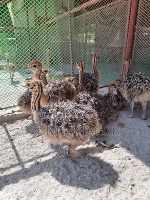 A Pair of Two Weeks Old Ostrich Bird for Sell