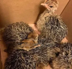 A Pair of One Week Old Ostrich Bird for Sell