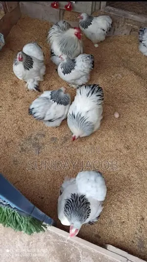 Point of Lay Brahma Chicken for Sell