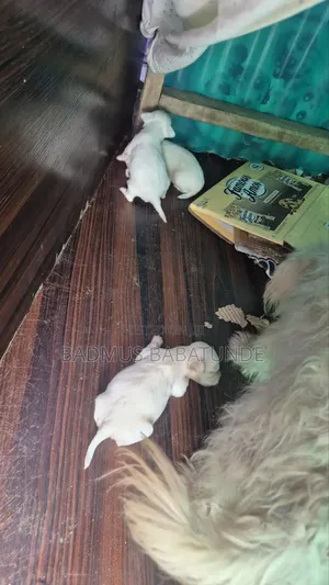 0-1 month Male Purebred Lhasa Apso