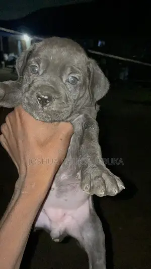 1-3 months Female Purebred Cane Corso