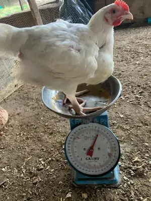 8 Weeks Birds for Sale