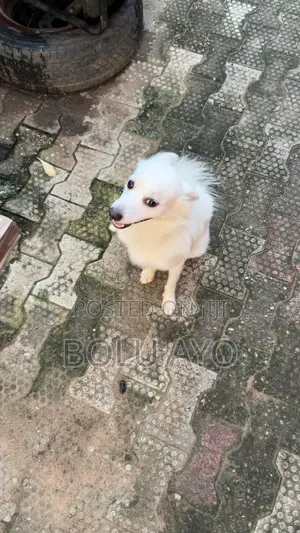 1+ year Female Purebred American Eskimo