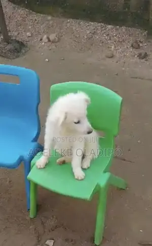 1-3 months Female Purebred American Eskimo