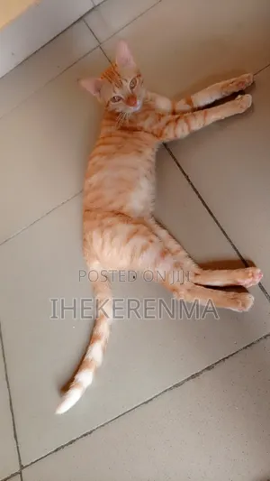 6-12 months Male Purebred Tabby