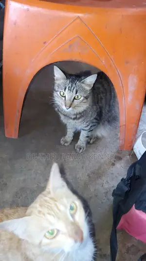 1-3 months Male Mixed Breed Tabby