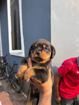 1-3 months Female Purebred Rottweiler