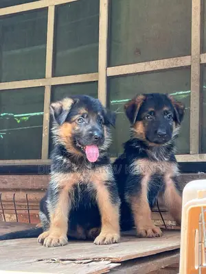 1-3 months Male Purebred German Shepherd