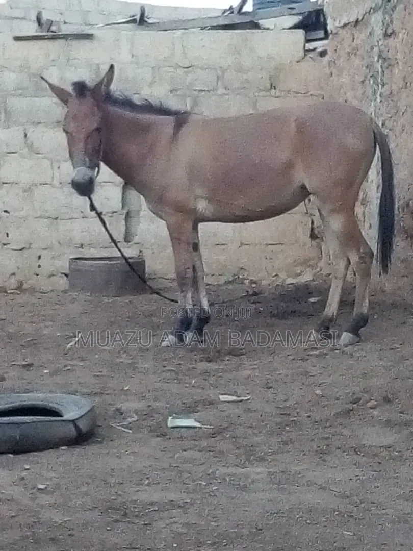 Muazu Adam Badamasi