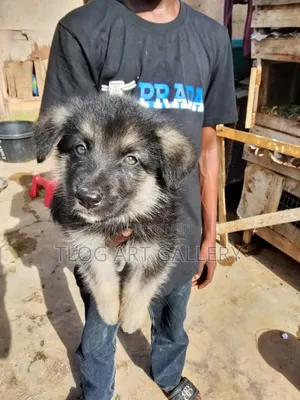 1-3 months Male Purebred German Shepherd