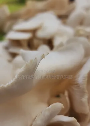 Oyster Mushrooms