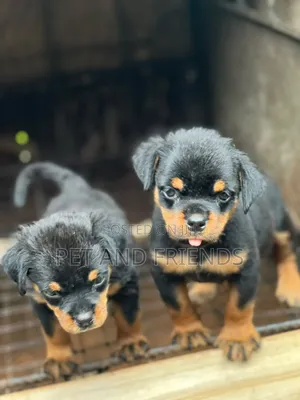1-3 months Female Purebred Rottweiler
