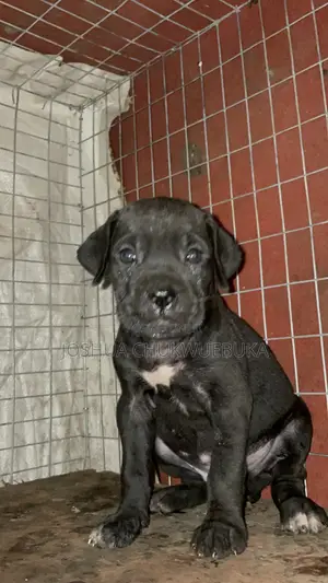 1-3 months Male Purebred Cane Corso