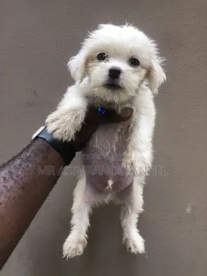 1-3 months Female Purebred Lhasa Apso