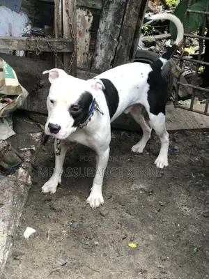1+ year Male Purebred American Pit Bull Terrier