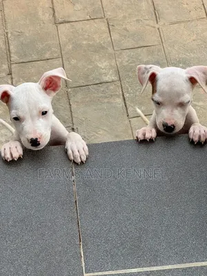 1-3 months Female Purebred American Pit Bull Terrier