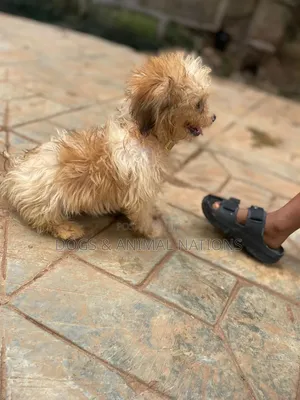 1-3 months Female Purebred Lhasa Apso