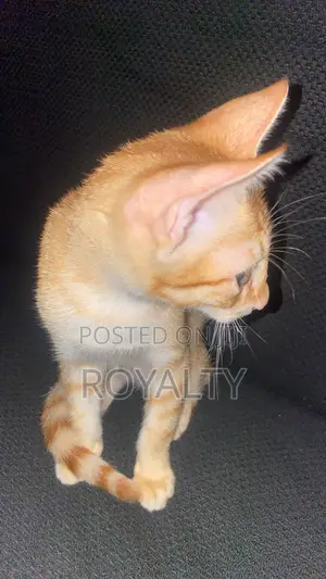 3-6 months Female Purebred American Shorthair