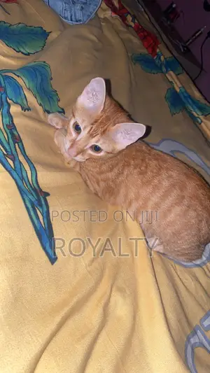 3-6 months Female Purebred American Shorthair