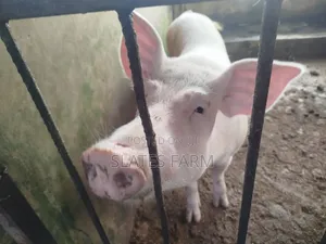 Large White Pigs at Affordable Prices