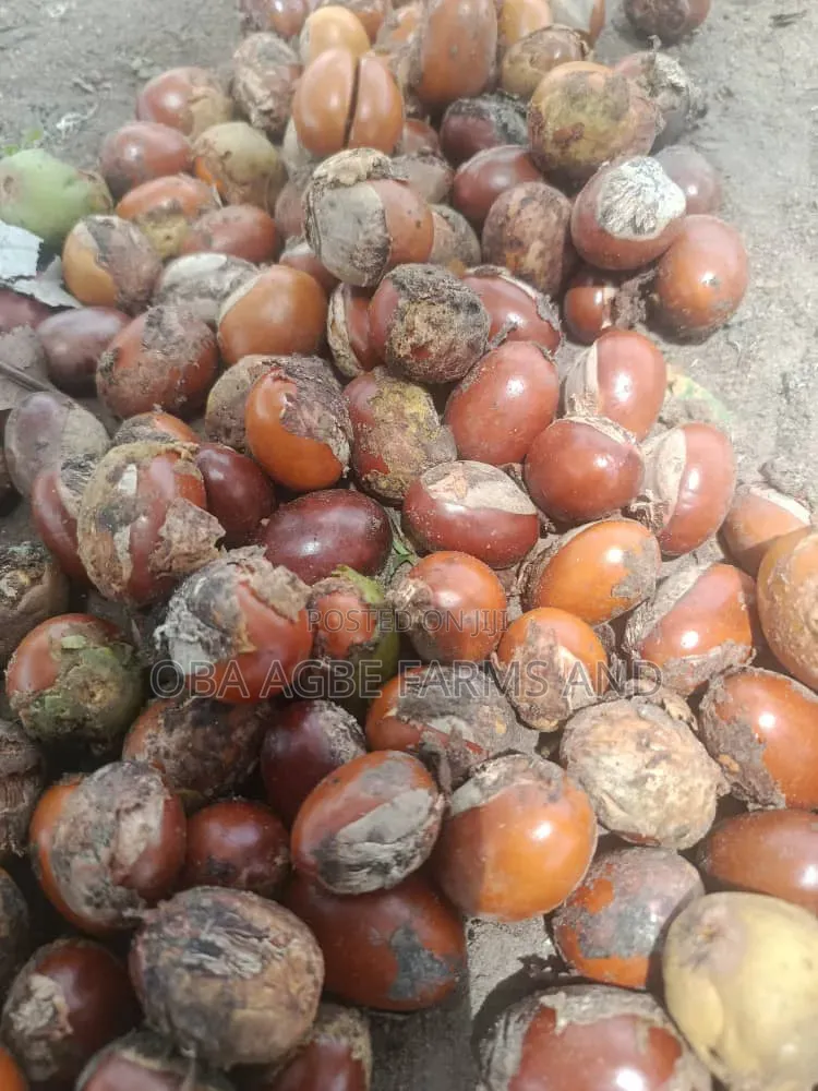 Shea Butter Seed