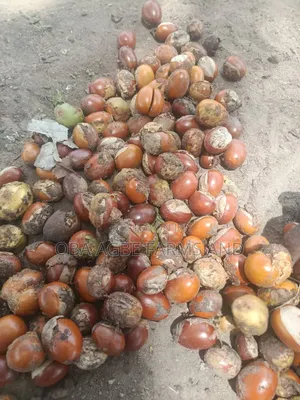 Shea Butter Seed