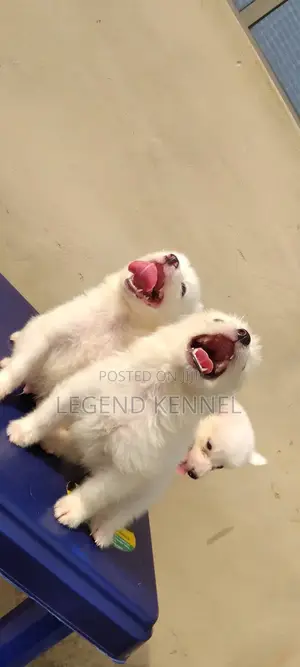 1-3 months Female Purebred American Eskimo