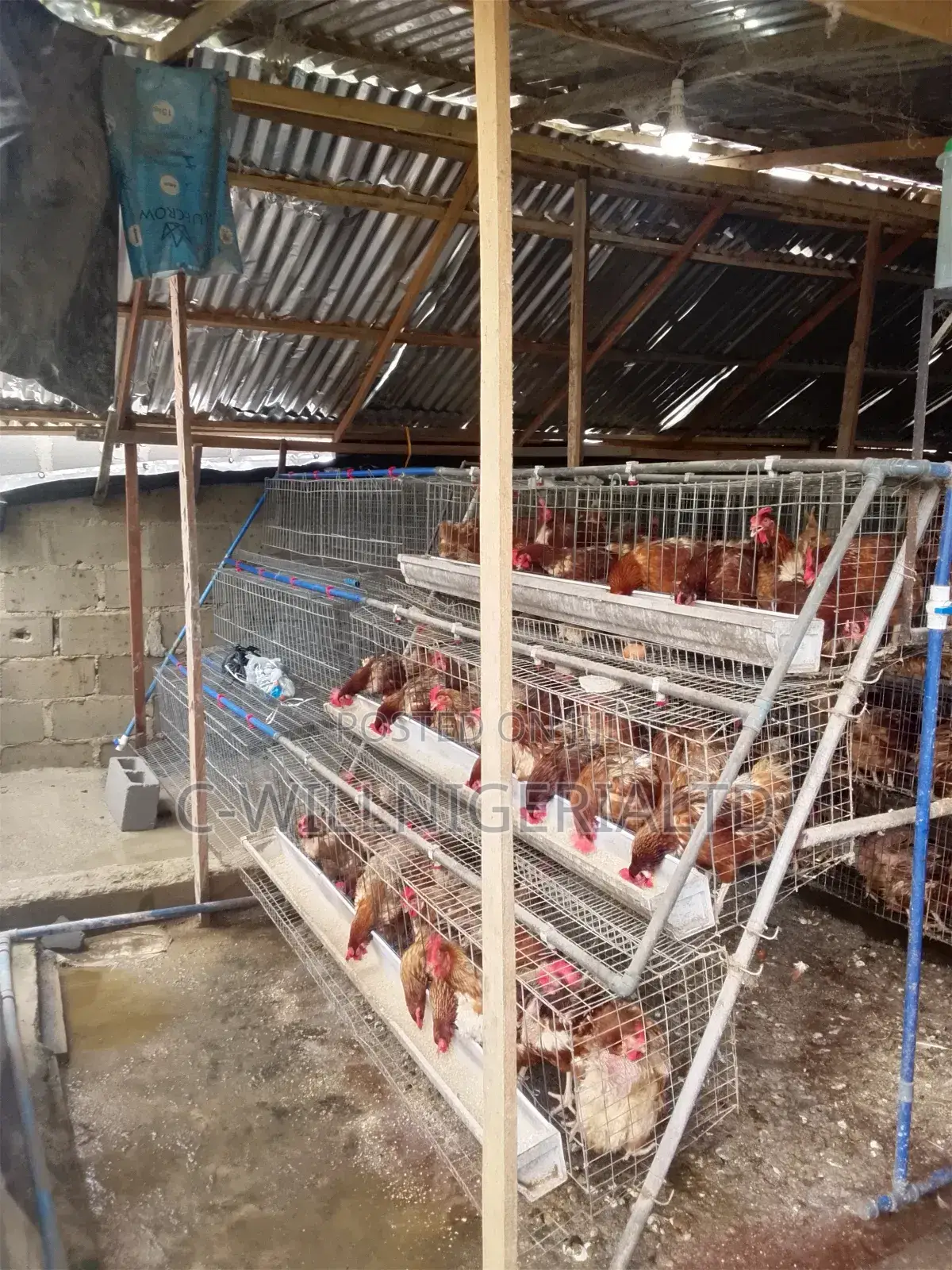 We Make Battery Cage for Poultry Layers