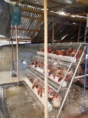 We Make Battery Cage for Poultry Layers