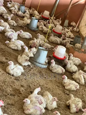 Choplife Birds