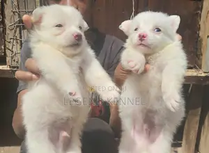 1-3 months Male Purebred American Eskimo