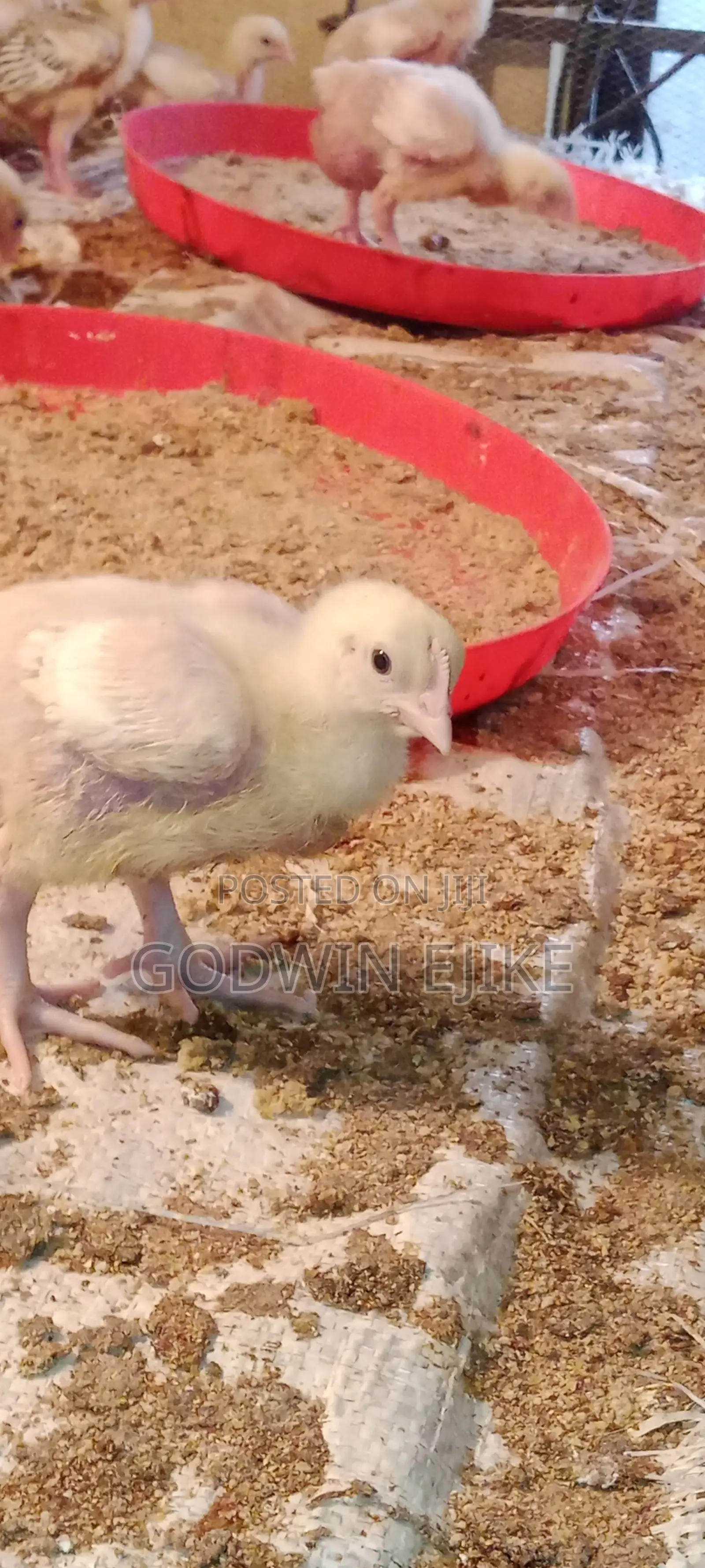 3-Weeks Old Broilers