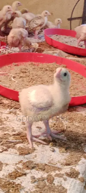 3-Weeks Old Broilers