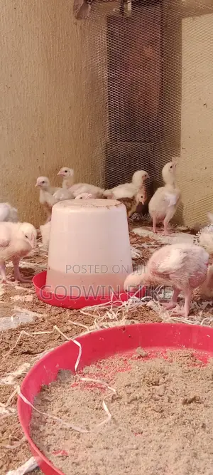 3-Weeks Old Broilers