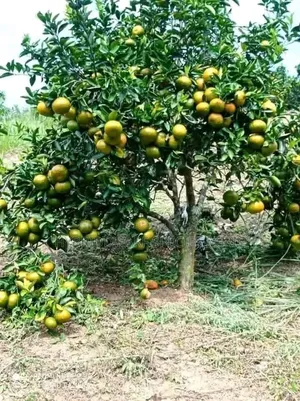 Tangerine Orange Hybrid Dwarf Plant Tree