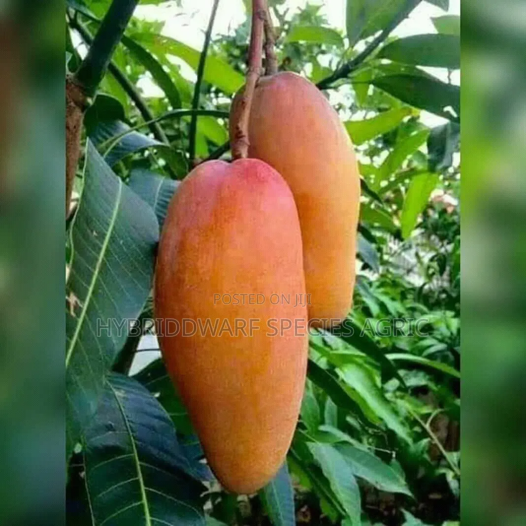 Mango Different Types