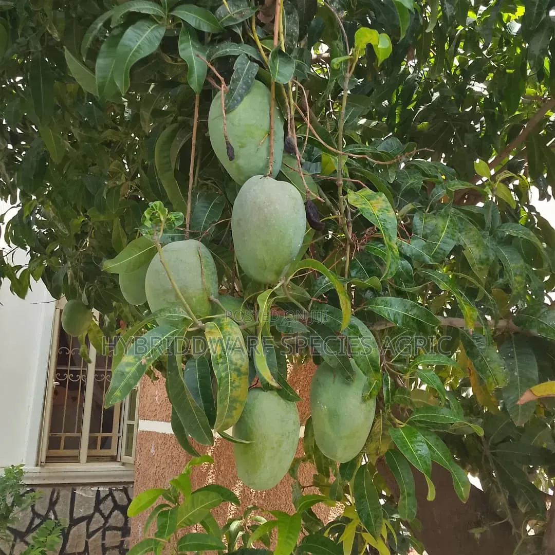 Mango Different Types
