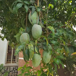 Mango Different Types