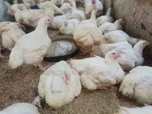 Matured Broiler Birds