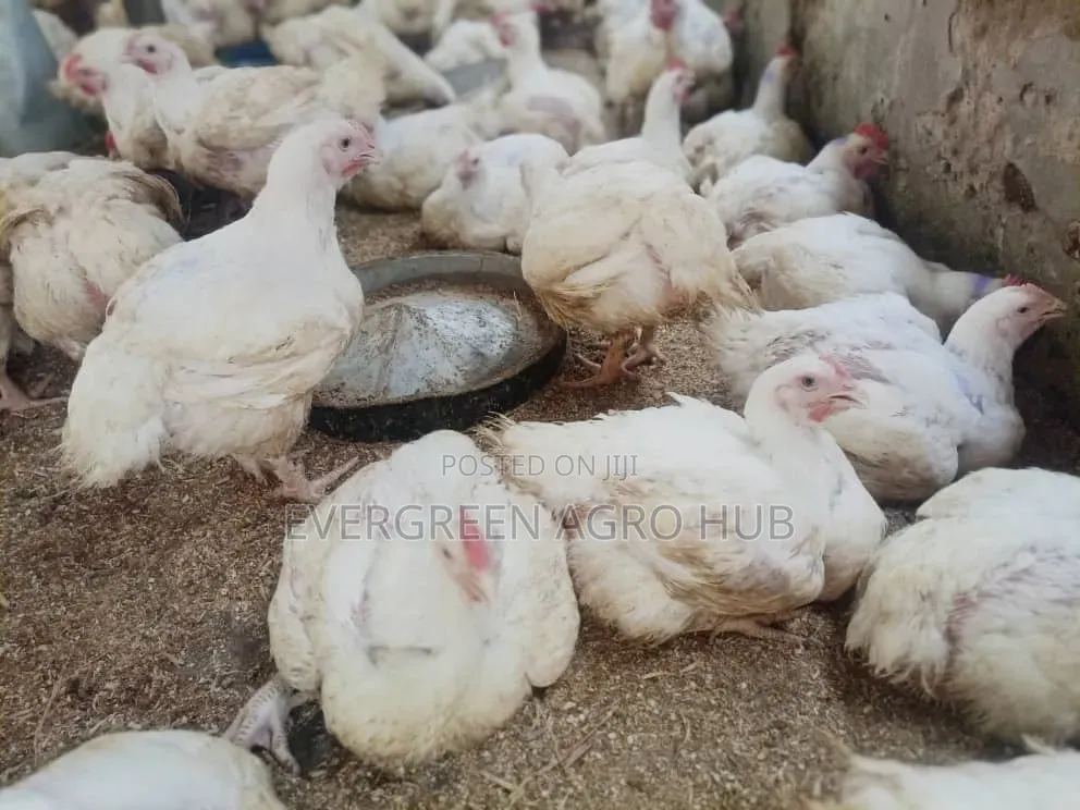 Matured Broiler Birds