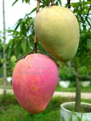 Mango Different Types