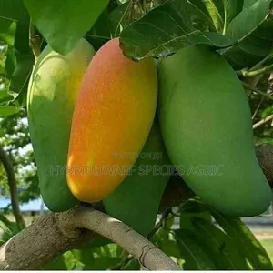 Mango Different Types