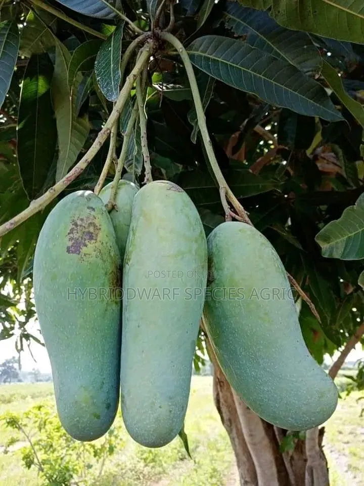 Mango Different Types