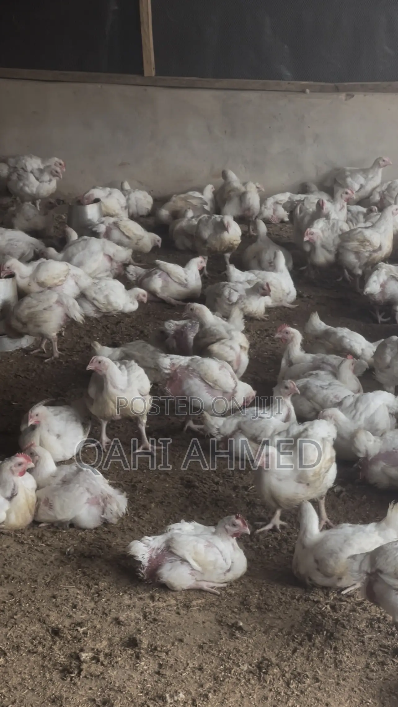 7 Weeks Broiler Chickens