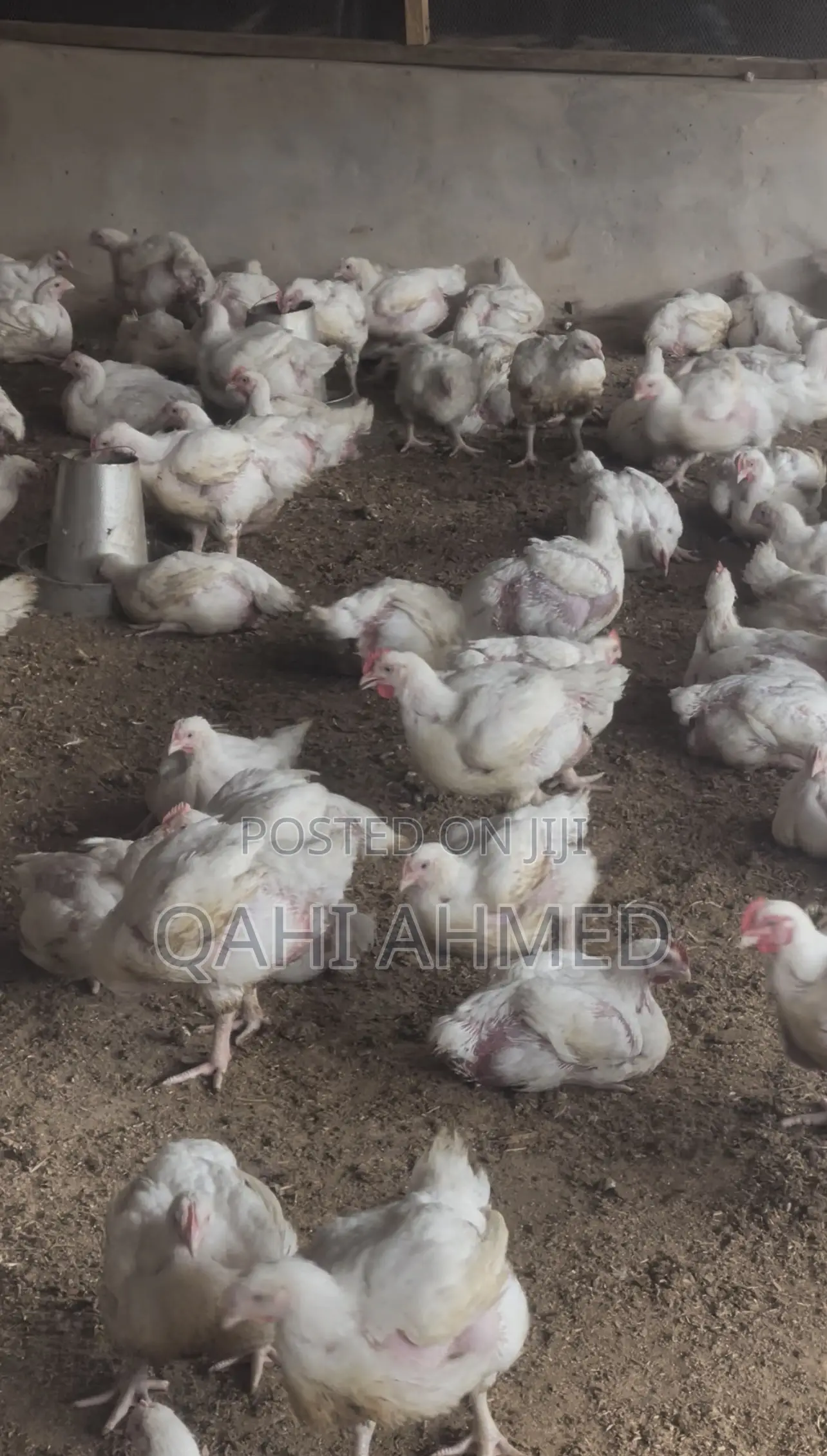 7 Weeks Broiler Chickens