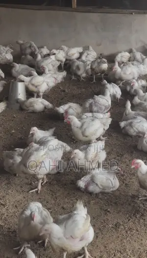 7 Weeks Broiler Chickens