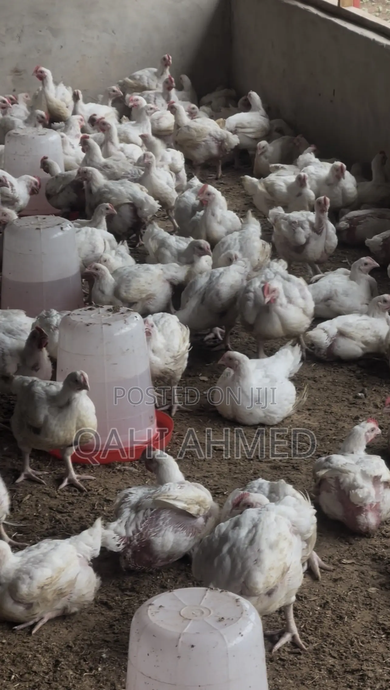 7 Weeks Broiler Chickens