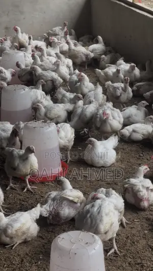 7 Weeks Broiler Chickens