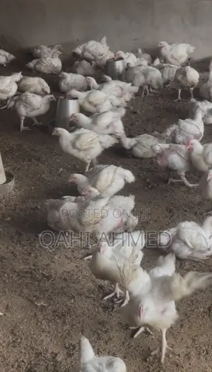 7 Weeks Broiler Chickens